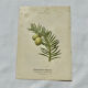 Antique botanical engraving from the 19th century, double-sided, hand-coloured, France.