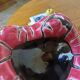 Fatlava style ashtray Vallauris pink