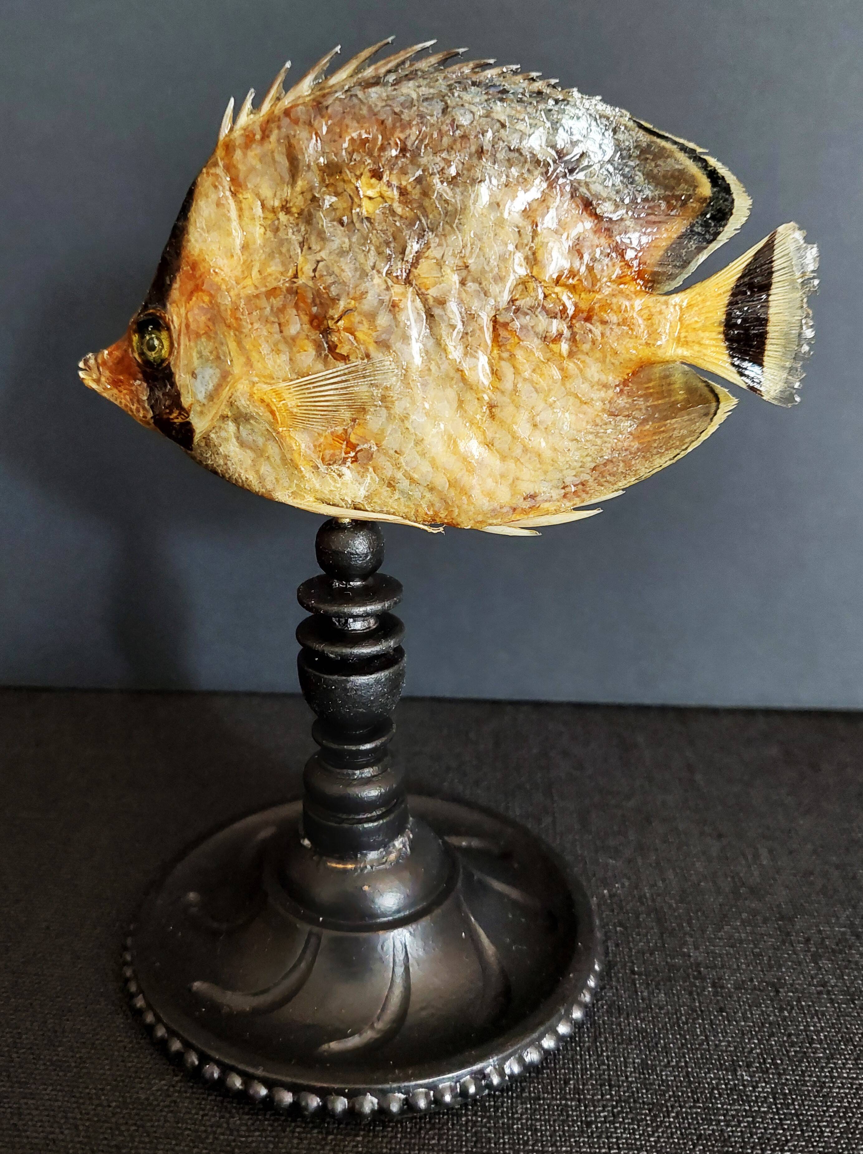 Cabinet de Curiosités poisson papillon sédentaire chaetodon sedentarius