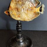 Cabinet of Curiosities sedentary butterflyfish chaetodon sedentarius