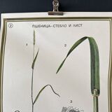 Botanical Poster 1970's