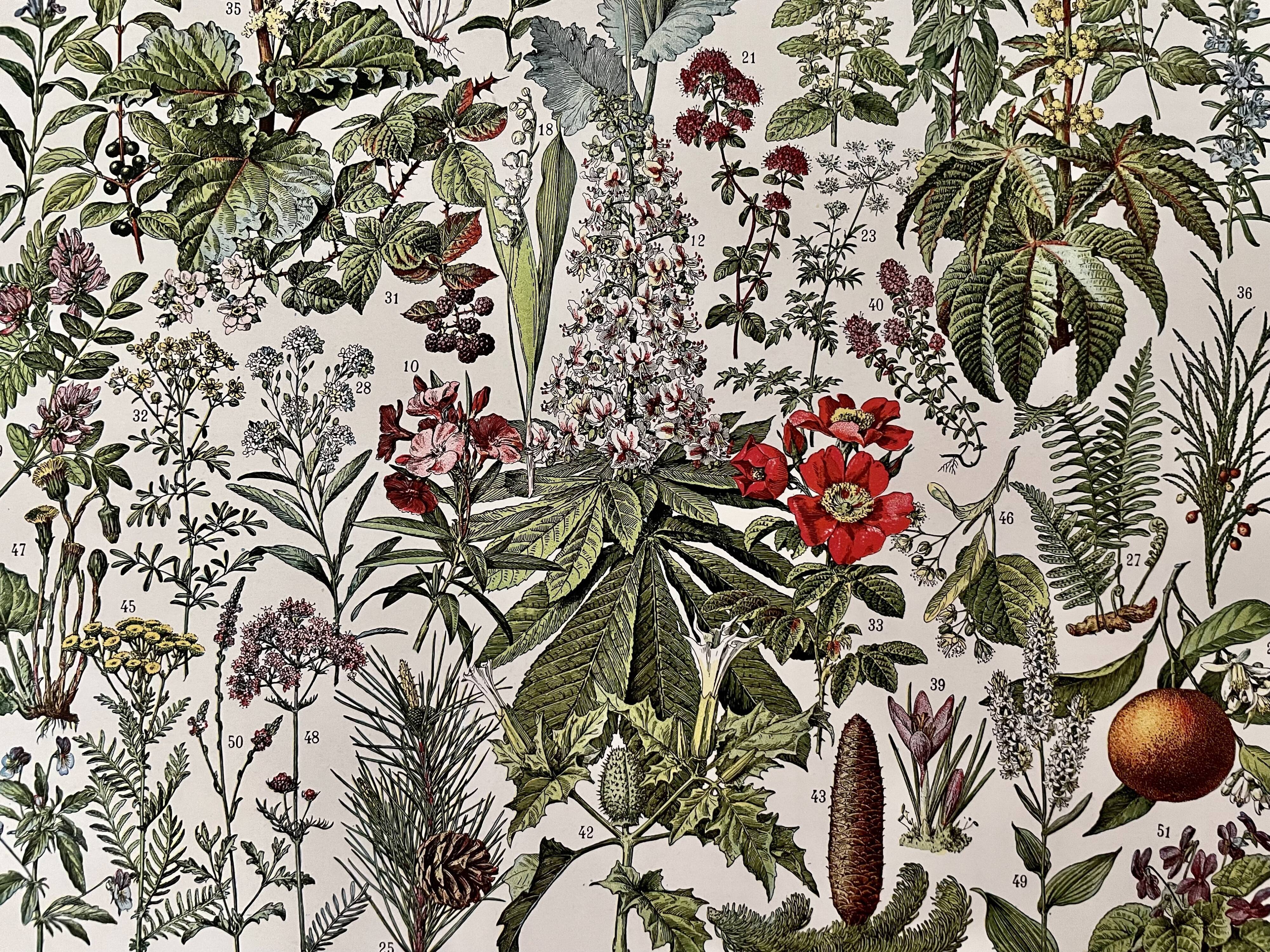 Lithograph on medicinal plants from 1928 (mistletoe)
