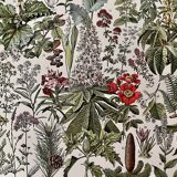 Lithograph on medicinal plants from 1928 (mistletoe)