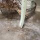 Chaise bistrot vert mint