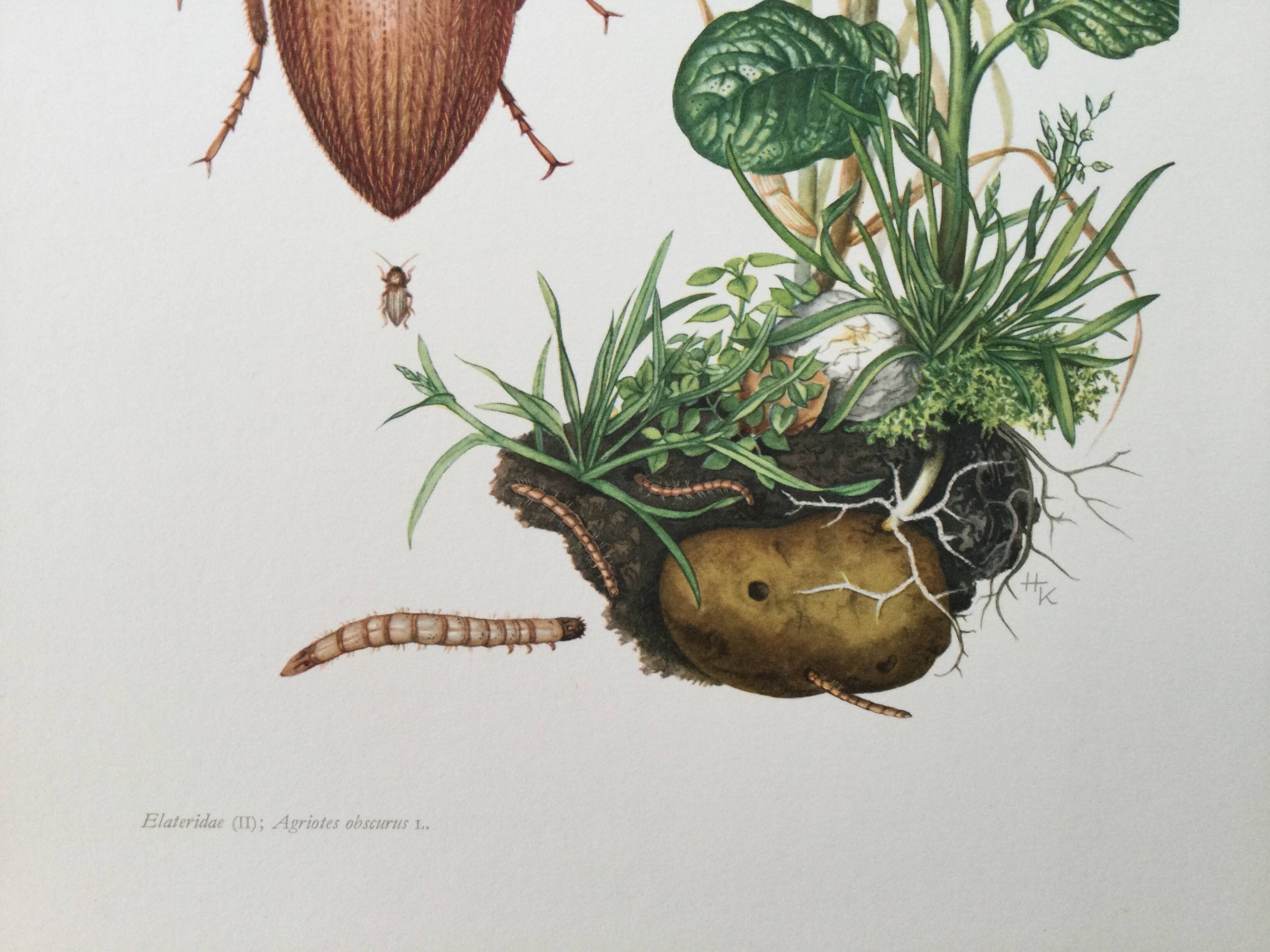 Vintage insect print, Original plate 1969.