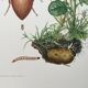 Impression insectes, planche originale 1969