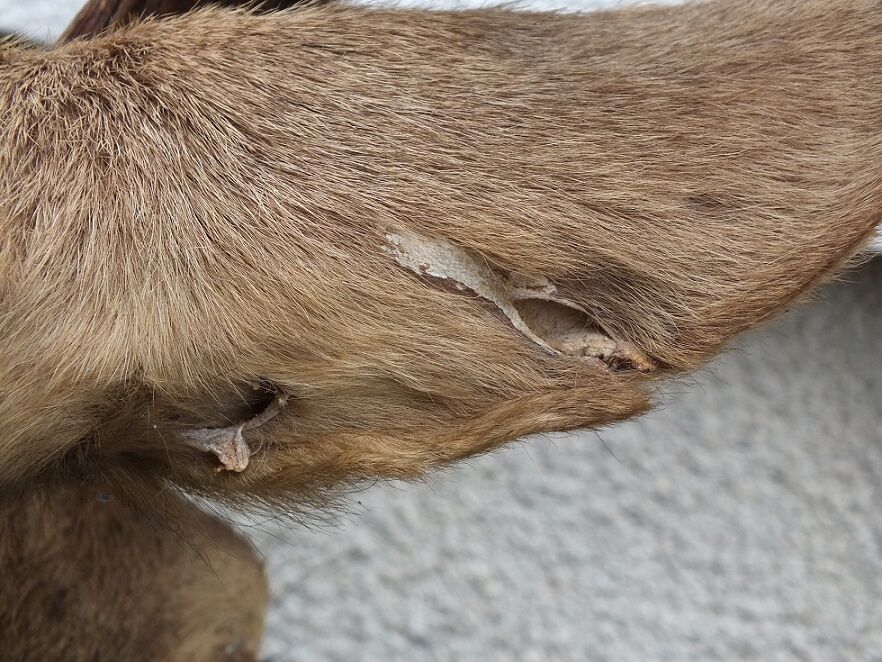 Naturalized deer head - hunting trophy