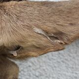 Naturalized deer head - hunting trophy