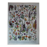 Original lithograph on flowers (1)