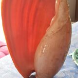 Coquillage cymbuis