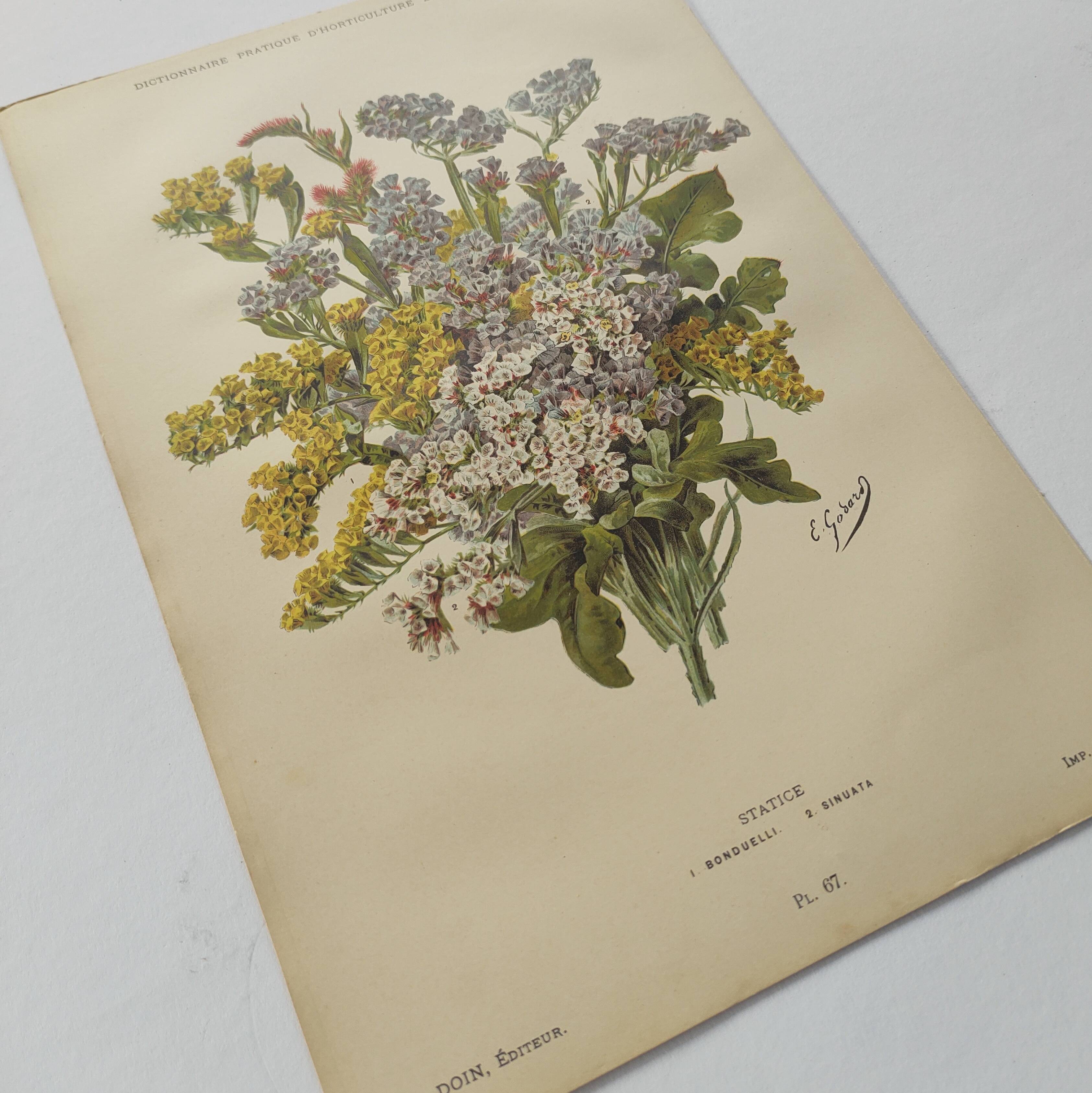 Old flower engraving 1899 - Statice - Vintage botanical print