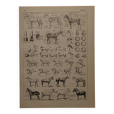 Lithographie originale sur le cheval