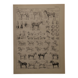 Lithographie originale sur le cheval