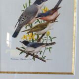 Bird - collection Hepatior N ° 43