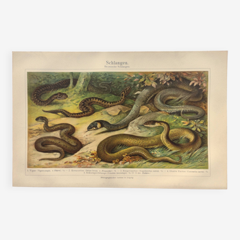 Planche zoologique de 1909 - Serpent - Gravure ancienne de 1909