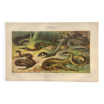 Planche zoologique de 1909 - Serpent - Gravure ancienne de 1909