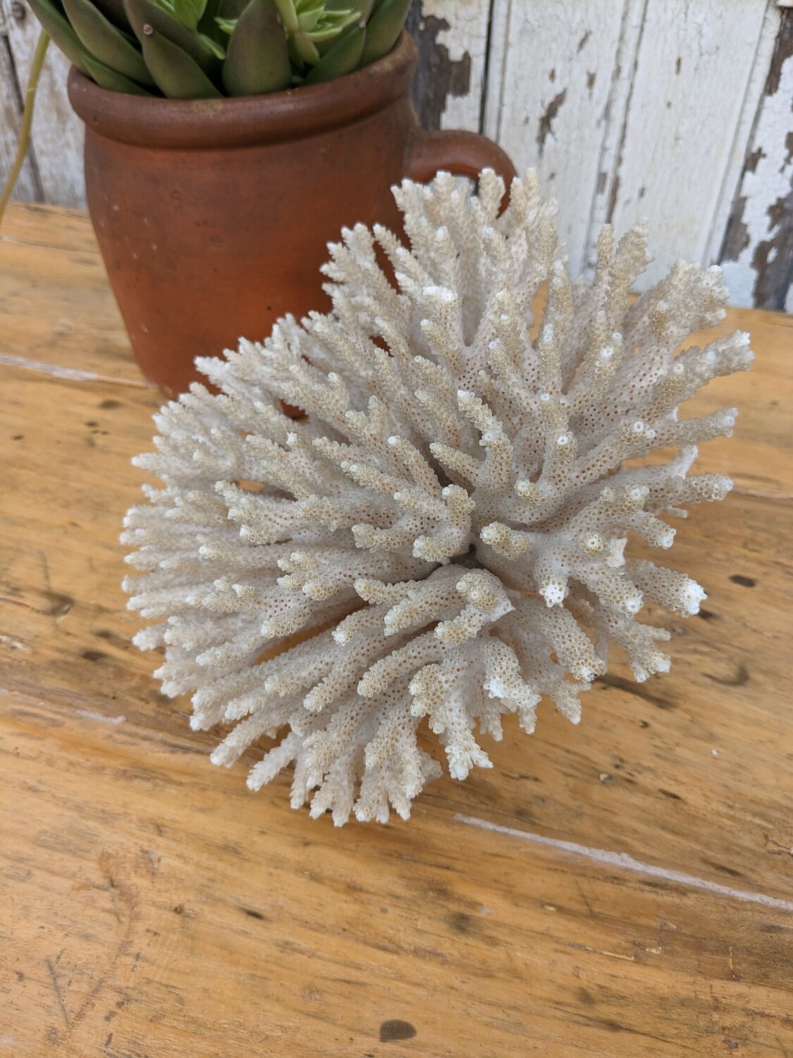 Brush coral