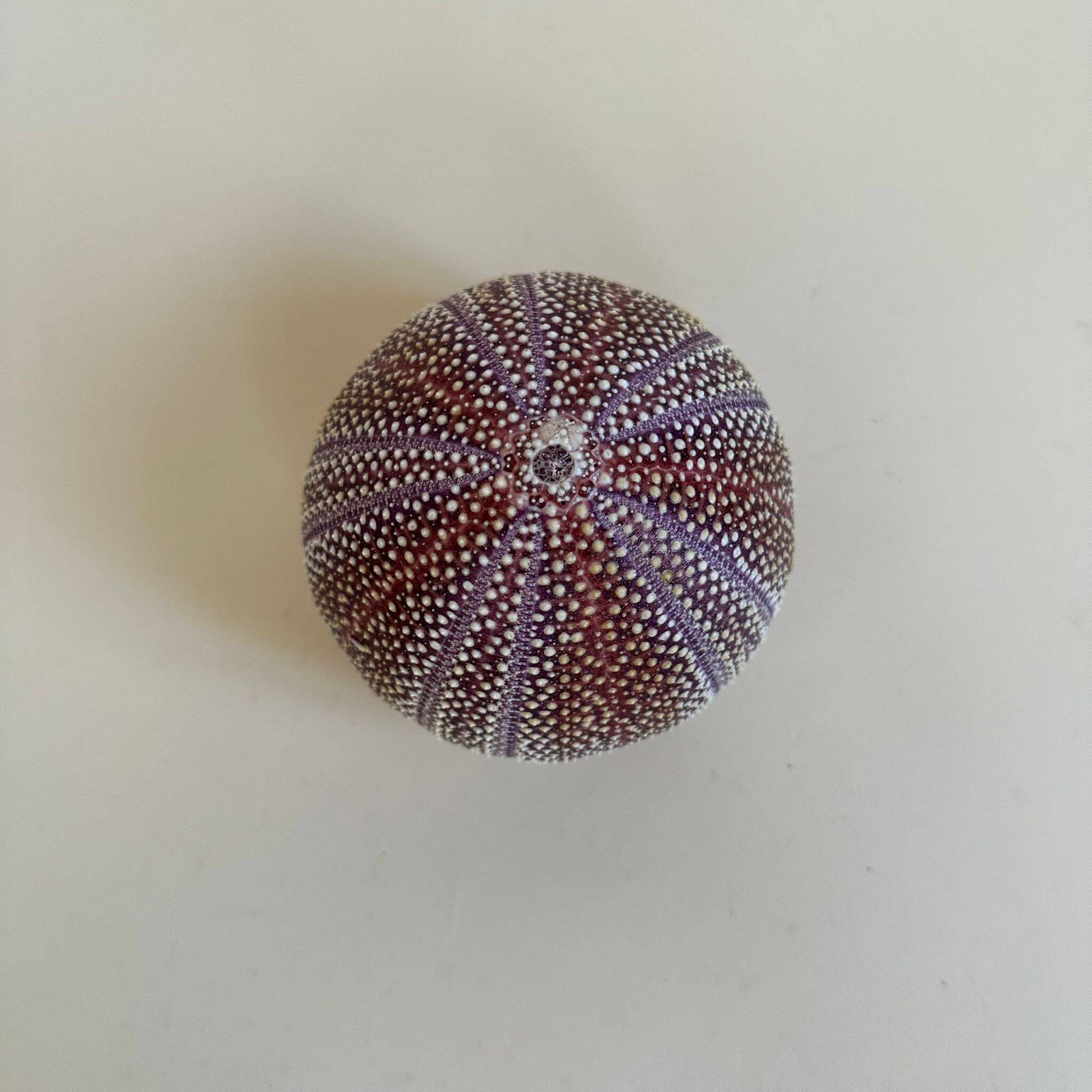 Sea urchin entomology