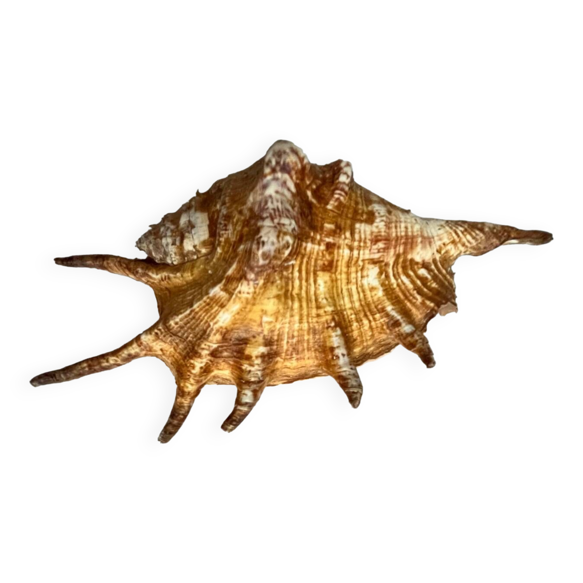 Shell paneling conch