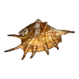 Shell paneling conch