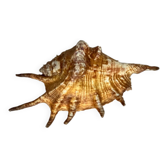 Shell paneling conch