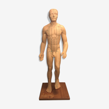 Mannequin anatomique homme