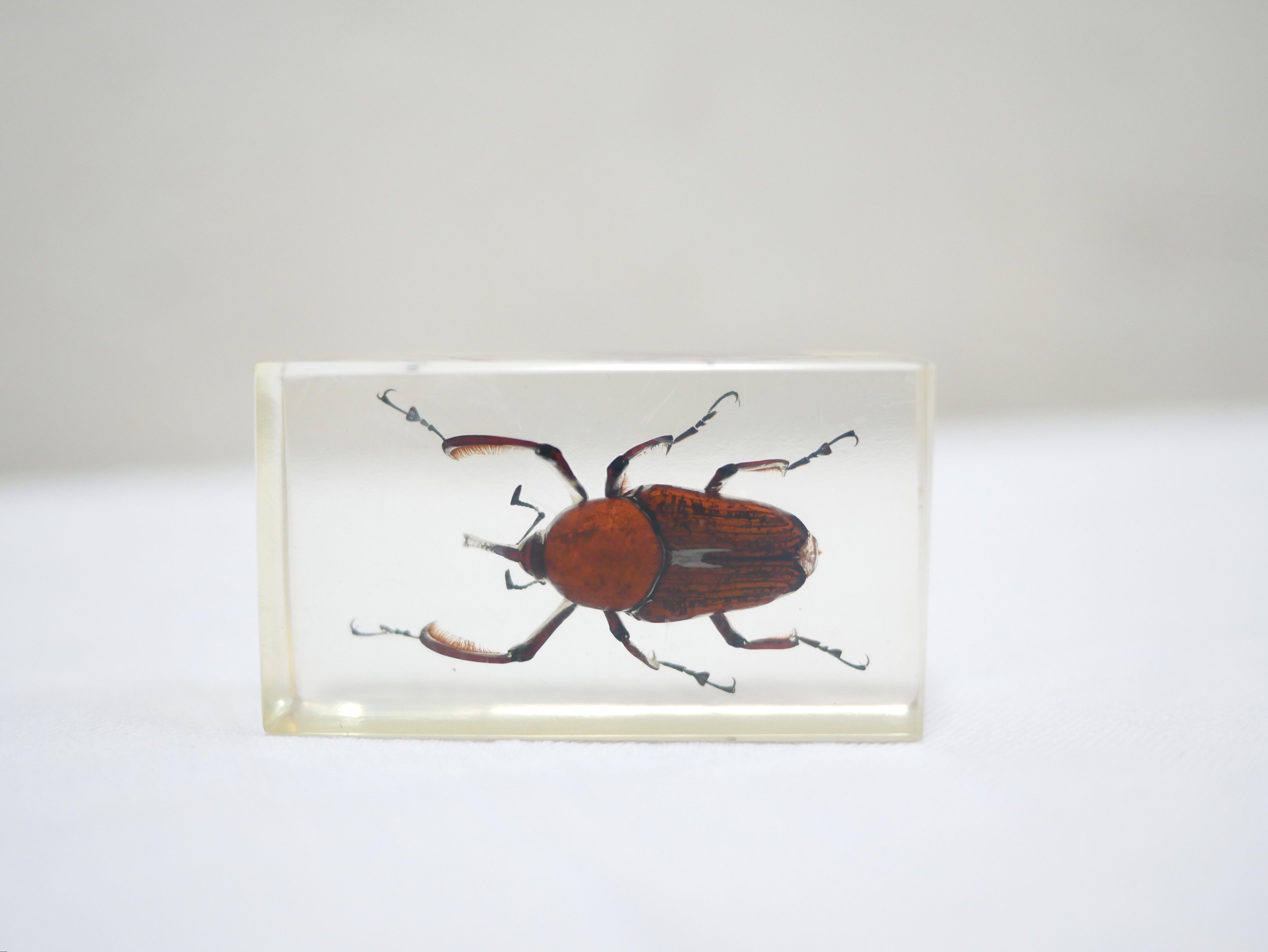 Vintage resin insect