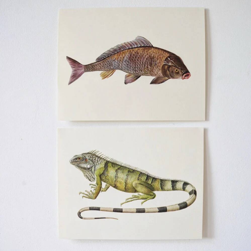 Bestiary plates from the Natural History Museum The iguana