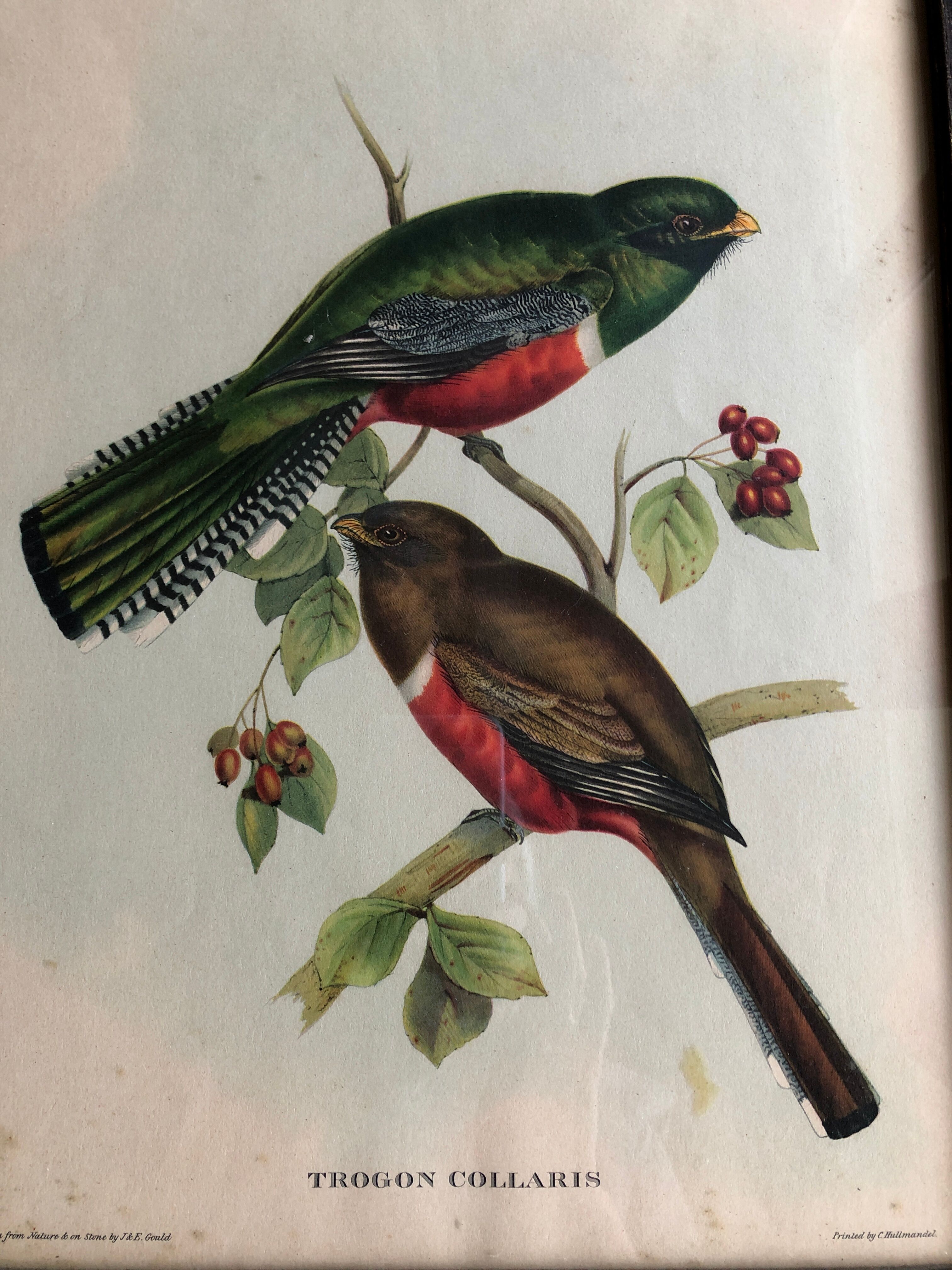 Bird engraving "trogon collaris"