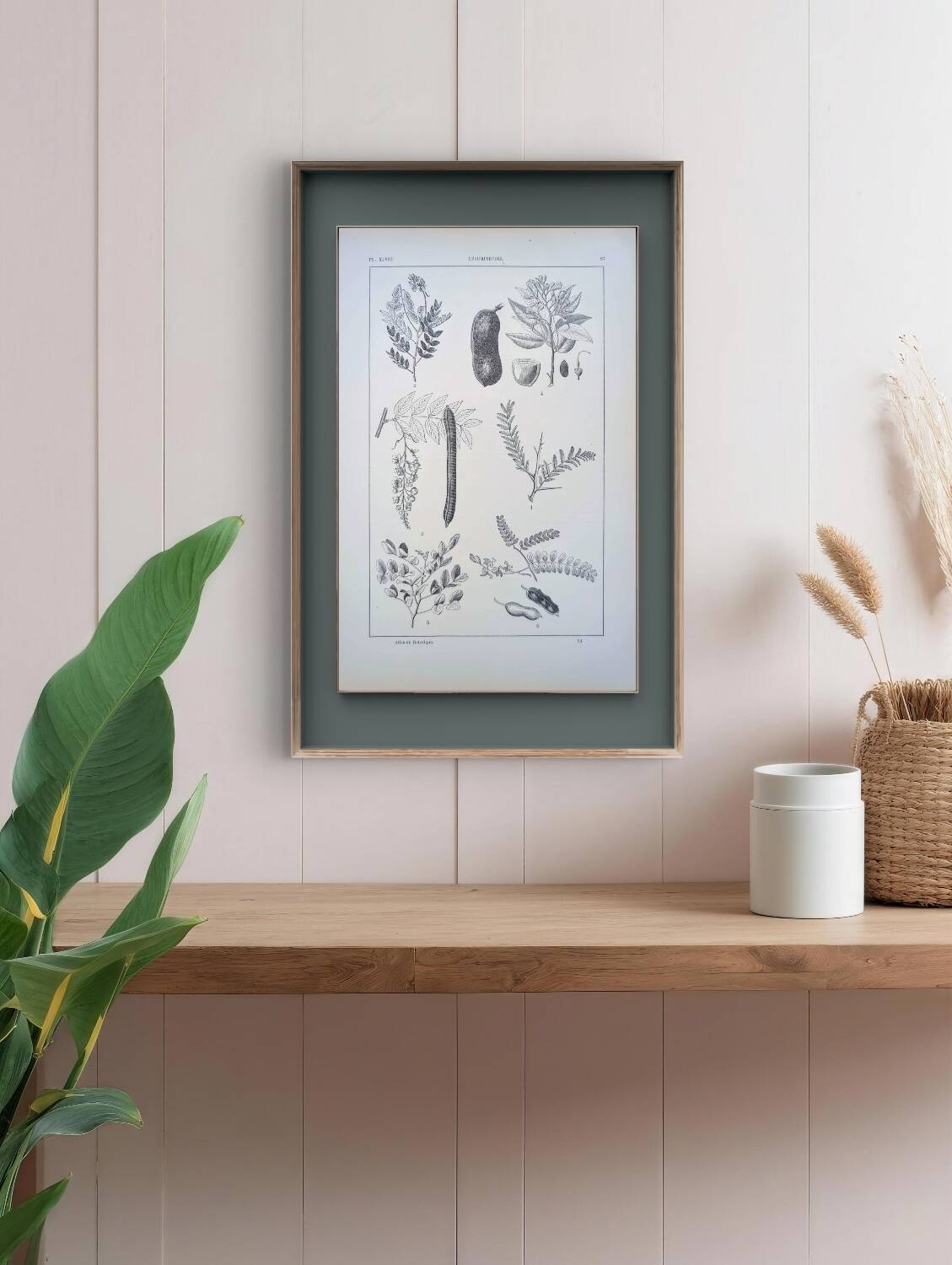 Imprimée en 1889, les légumineuses. Planche botanique ancienne.