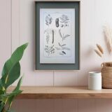 Imprimée en 1889, les légumineuses. Planche botanique ancienne.