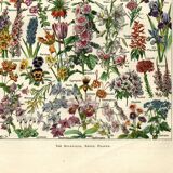 Old engraving - 1923 - Flowers by A. Millot, - Lithograph & plate