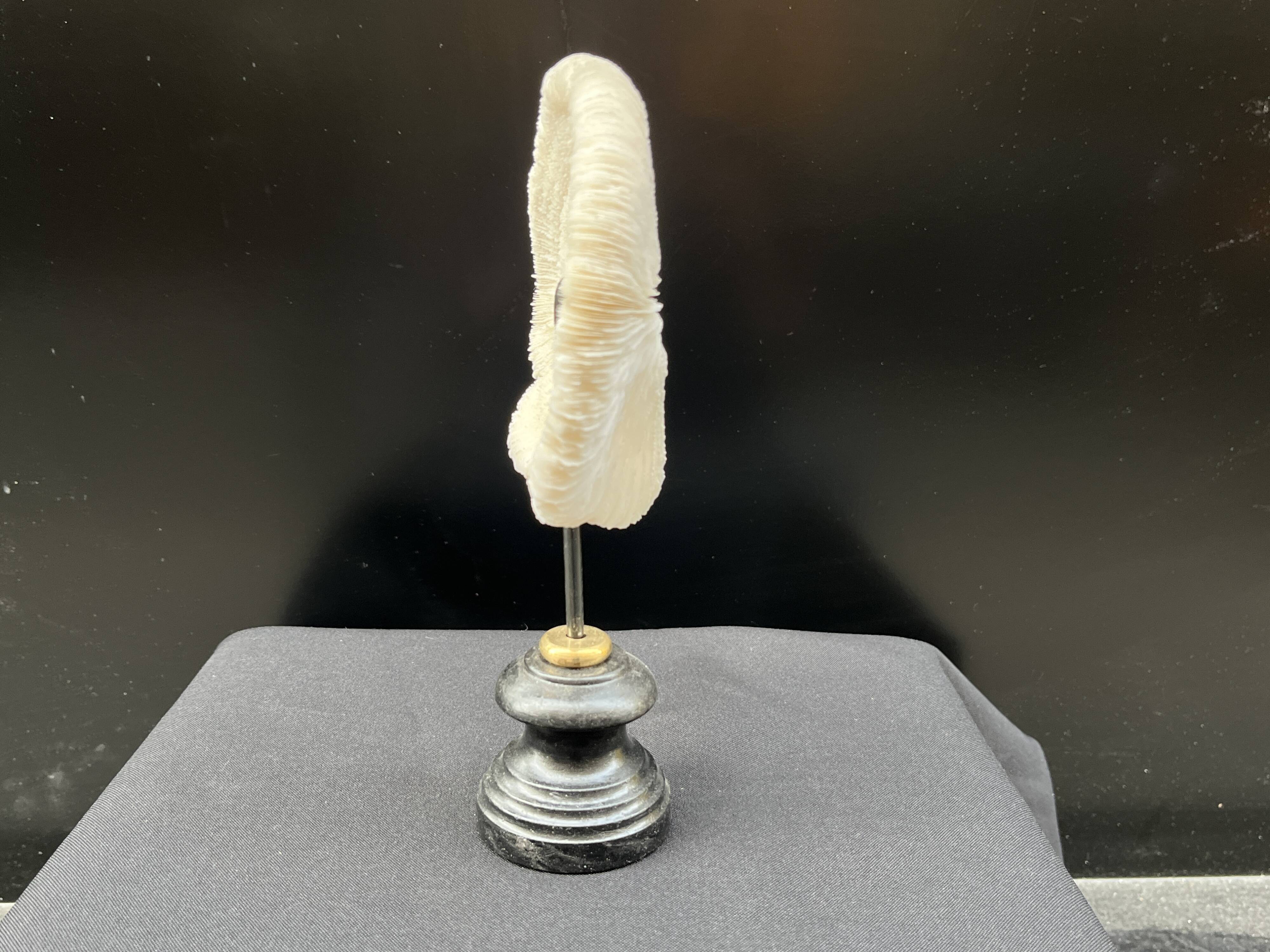 Antique natural white coral on a blackened wooden base, notebooks of curiosities