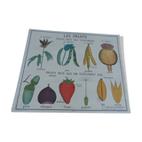 Botanical board