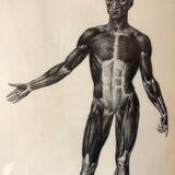 Reproduction poster boards of Anatomy