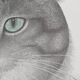 70's wild cat protection poster