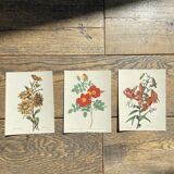 Set of 3 antique rose and flower engravings