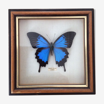 Frame butterfly "papilio ulysses celebes.