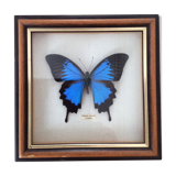 Frame butterfly "papilio ulysses celebes.
