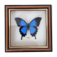 Frame butterfly "papilio ulysses celebes.