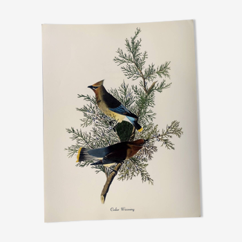 Bird board by JJ Audubon - American Waxwing - 🐦 Ornithological illustration (38x29 cm)