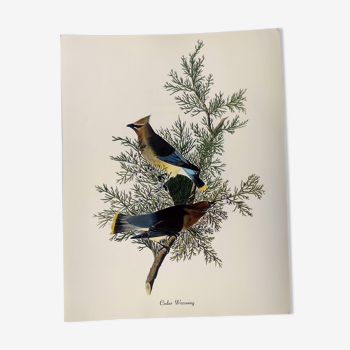 Planche oiseaux de J.J. Audubon - Jaseur d'Amérique - 🐦 Illustration ornithologique (38x29 cm)