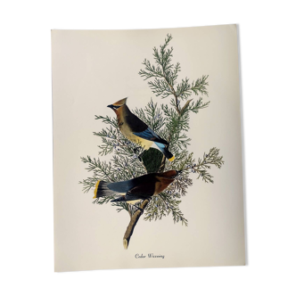 Planche oiseaux de J.J. Audubon - Jaseur d'Amérique - 🐦 Illustration ornithologique (38x29 cm)