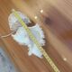 Shell lamp 60's