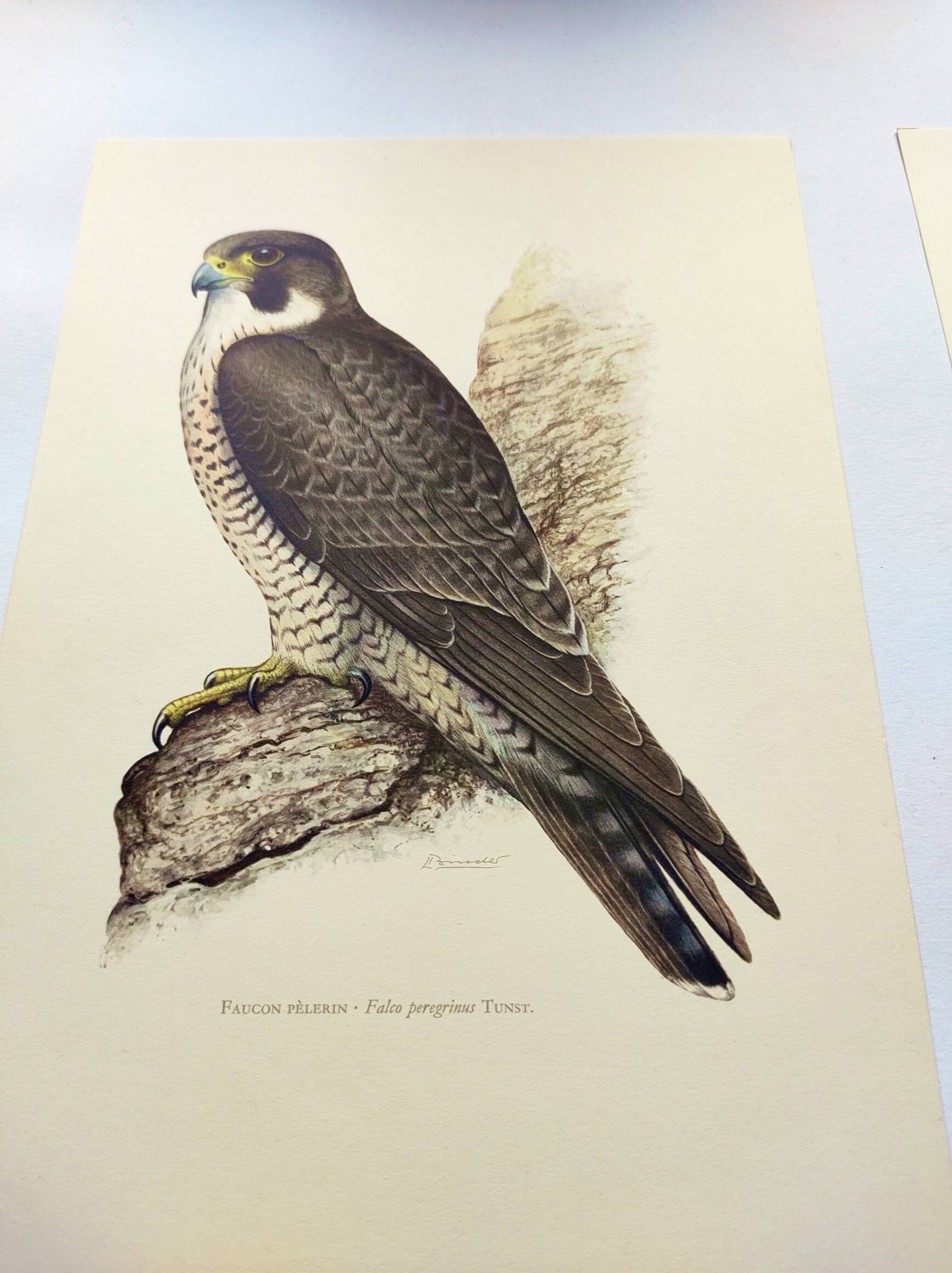 Old bird plate from the 1960s - Peregrine Falcon - Zoological and ornithological illustration