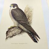 Old bird plate from the 1960s - Peregrine Falcon - Zoological and ornithological illustration