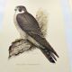 Planche ancienne oiseaux années 1960 - Faucon Pèlerin - Illustration zoologique et ornithologique