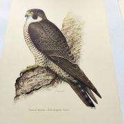 Old bird plate from the 1960s - Peregrine Falcon - Zoological and ornithological illustration