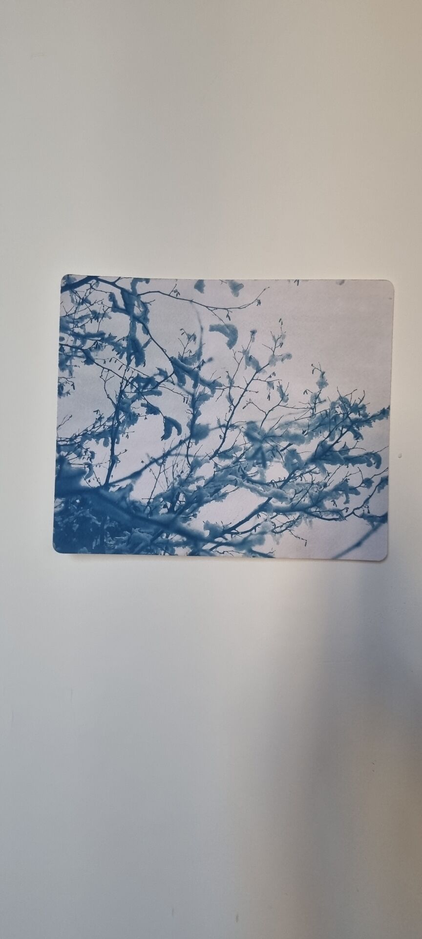 Cyanotype photographique