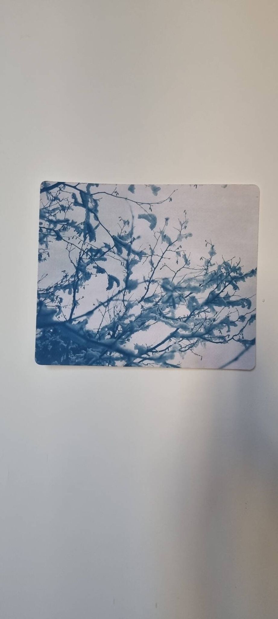 Cyanotype photographique